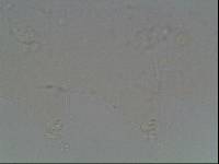 Hypsibius arcticus image