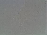 Hypsibius arcticus image
