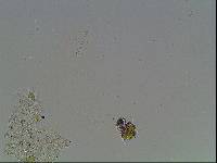 Hypsibius arcticus image