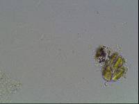 Hypsibius arcticus image