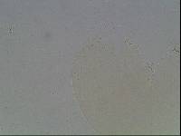 Hypsibius arcticus image