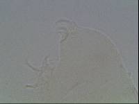 Hypsibius arcticus image