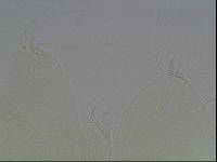 Hypsibius arcticus image