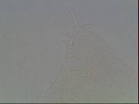 Hypsibius arcticus image