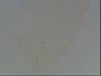 Hypsibius arcticus image