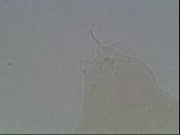 Hypsibius arcticus image