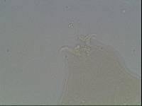 Hypsibius arcticus image