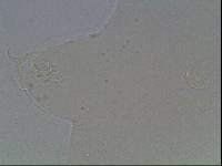 Hypsibius arcticus image