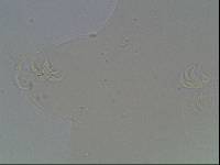 Hypsibius arcticus image
