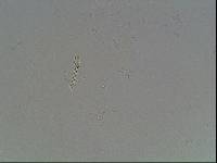 Hypsibius arcticus image