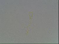 Hypsibius arcticus image