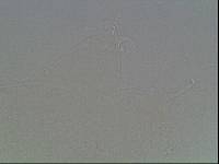 Hypsibius arcticus image