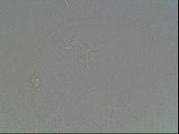 Hypsibius arcticus image