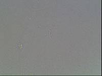 Hypsibius arcticus image