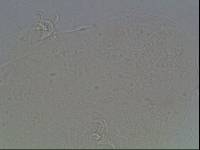 Hypsibius arcticus image