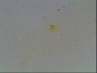 Hypsibius arcticus image