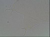 Hypsibius arcticus image