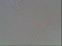 Hypsibius arcticus image