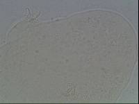 Hypsibius arcticus image