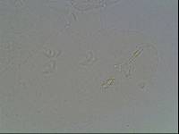 Hypsibius arcticus image