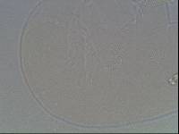 Hypsibius arcticus image