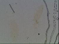 Hypsibius arcticus image