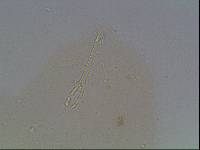 Hypsibius arcticus image