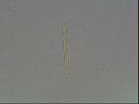Hypsibius arcticus image