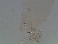 Hypsibius arcticus image