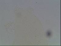 Hypsibius arcticus image