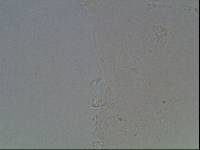 Hypsibius arcticus image