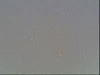 Hypsibius arcticus image