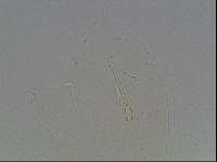 Hypsibius arcticus image