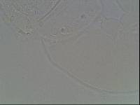 Hypsibius arcticus image