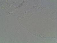 Hypsibius arcticus image