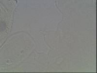 Hypsibius arcticus image