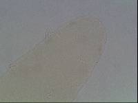 Hypsibius arcticus image