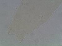 Hypsibius arcticus image