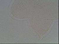 Hypsibius arcticus image
