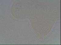 Hypsibius arcticus image