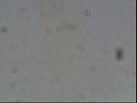 Hypsibius arcticus image