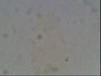 Hypsibius arcticus image