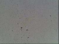Hypsibius arcticus image