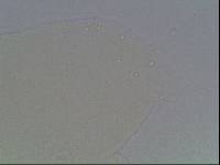 Hypsibius arcticus image