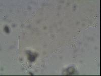 Hypsibius arcticus image