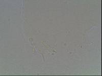 Hypsibius arcticus image
