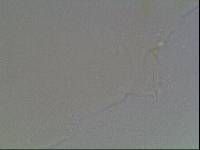 Hypsibius arcticus image