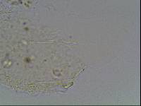 Hypsibius arcticus image