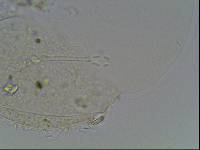 Hypsibius arcticus image
