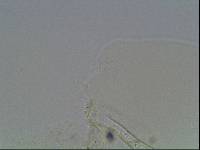 Hypsibius arcticus image